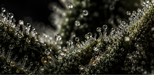 DEEP DIVE: Vad ger cannabis dess doft? Ny forskning visar att det inte bara är terpener