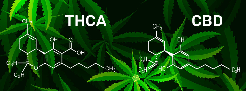 THCA och CBD - En översikt