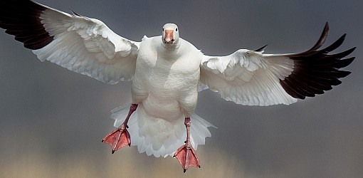 Rising Goose